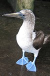 Blue footed booby